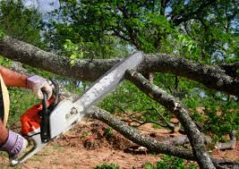 Best Arborist Consultation Services  in Tuscola, IL